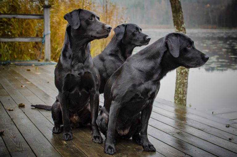 Dog Poop Pickup in Southeast, Michigan